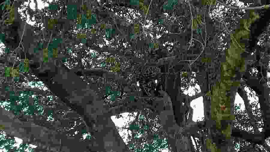 Leopard on the Tree