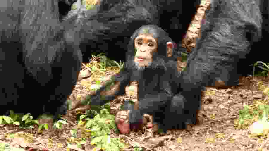 Chimpanzees at Gombe National Park, Tanzania