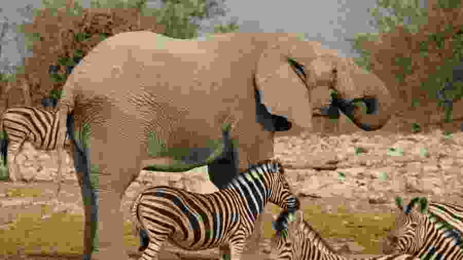 Close wildlife encounters