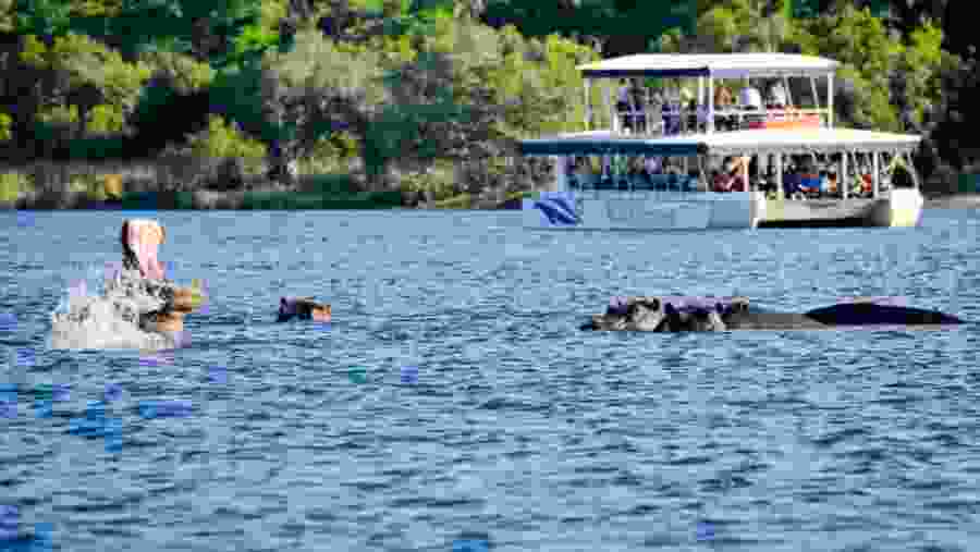 Hippopotamus and River Cruise