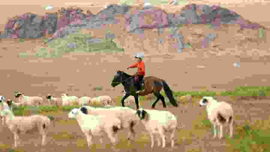 Herding in Mongolia