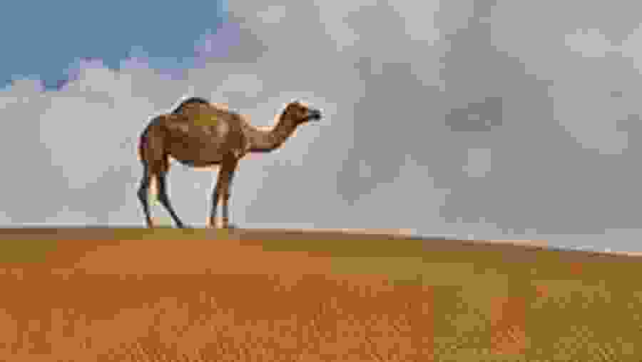 Spot the pride of Arabian Desert