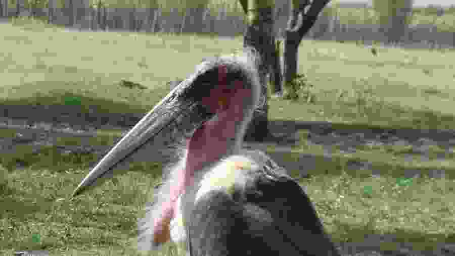 Maribou Stork