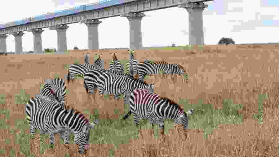 Witness the zebras at Nairobi National Park