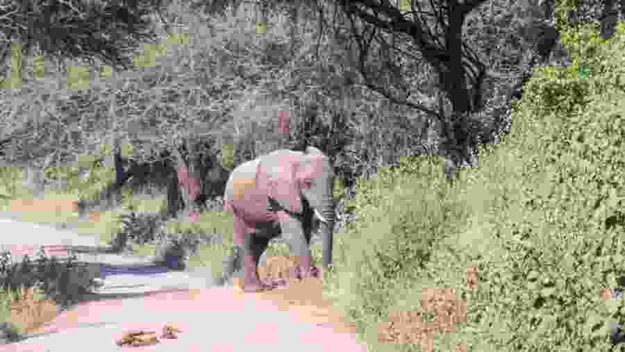 Elephant in Serengeti