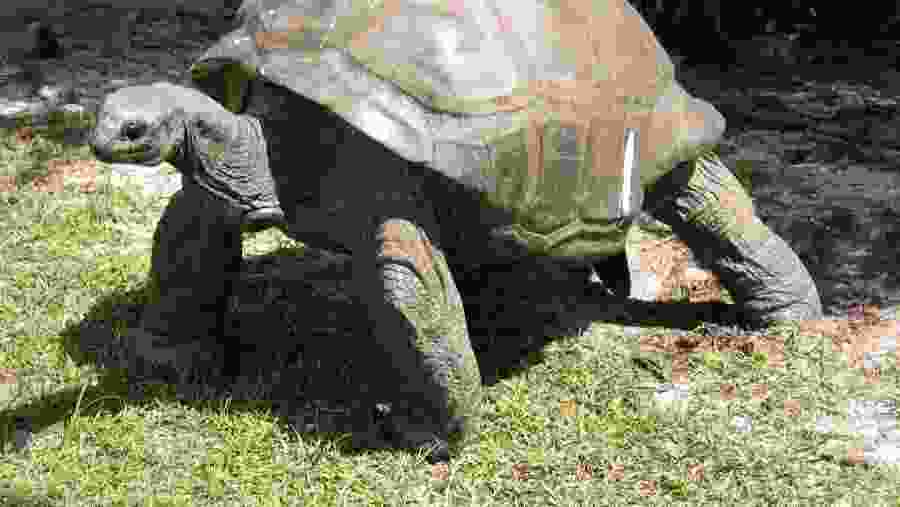 See Giant Tortoises in the Botanical Garden of Seychelles