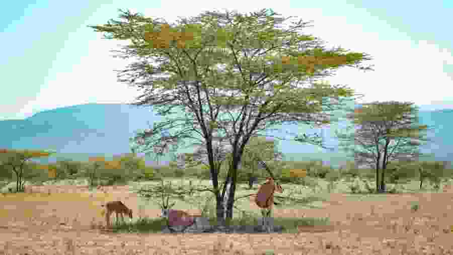 Gemsbok in Awash National Park