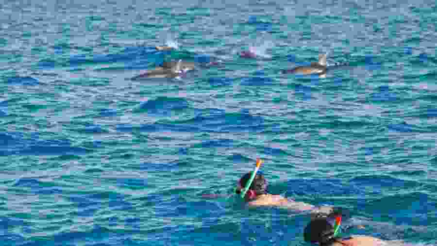 Enjoy swimming with the dolphins
