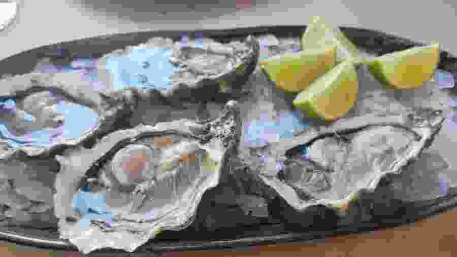 Oyster