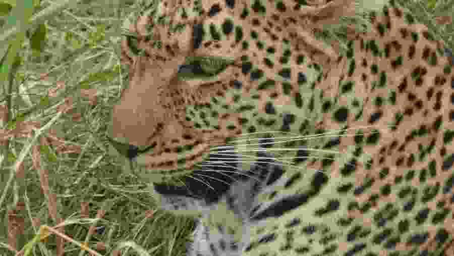 Leopard seen on safari