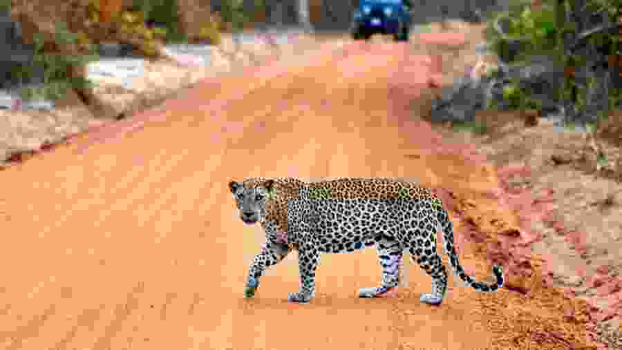 Arabian leopard