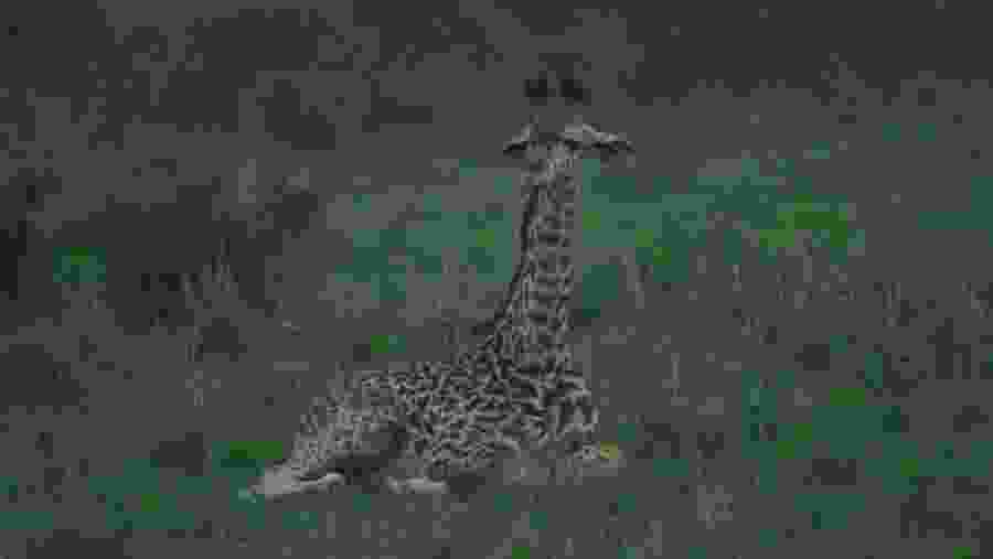 See Giraffes at the Nairobi National Park, Kenya