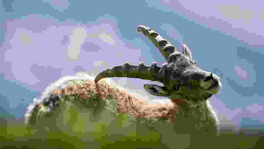 See ibexes at Yamaat Valley