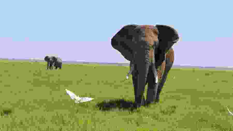 Elephants in Amboseli