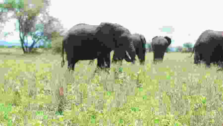 Elephants in Mikumi National Park
