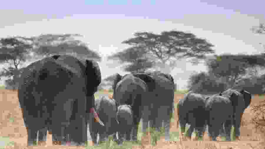 African Elephants