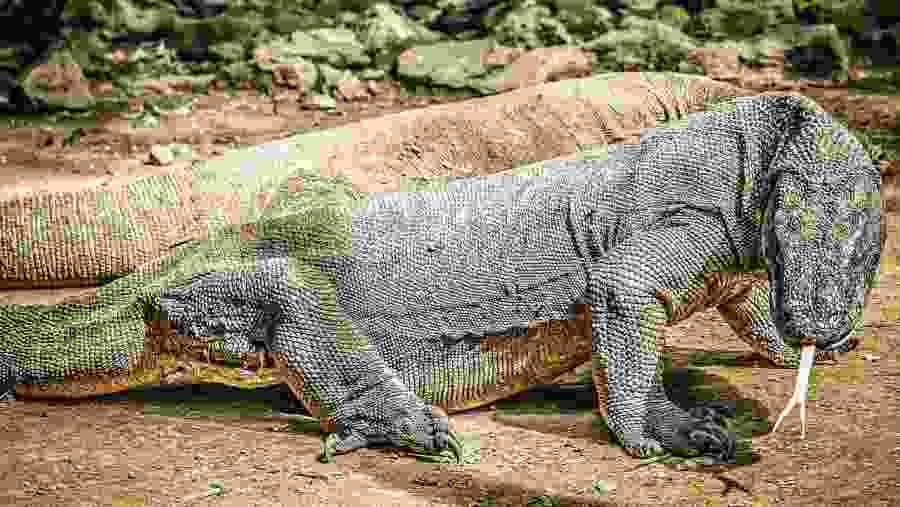 Komodo Dragon