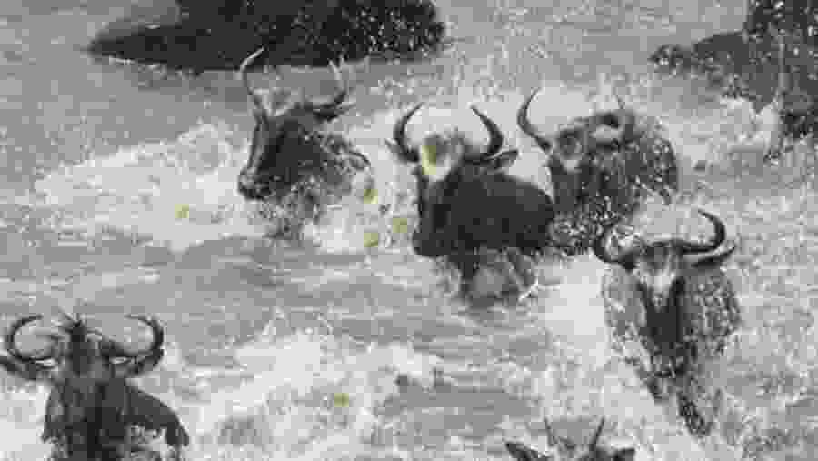 Wildebeests at Maasai Mara