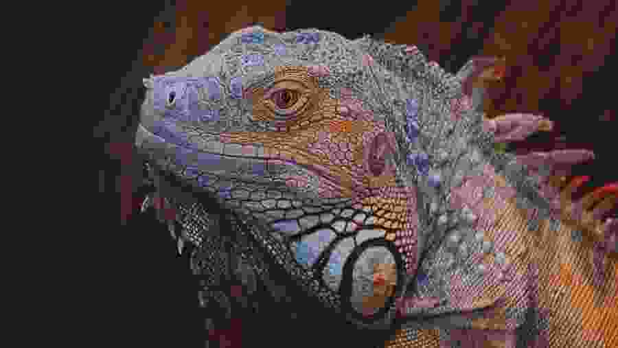 Reptile in the Amazon Rainforest