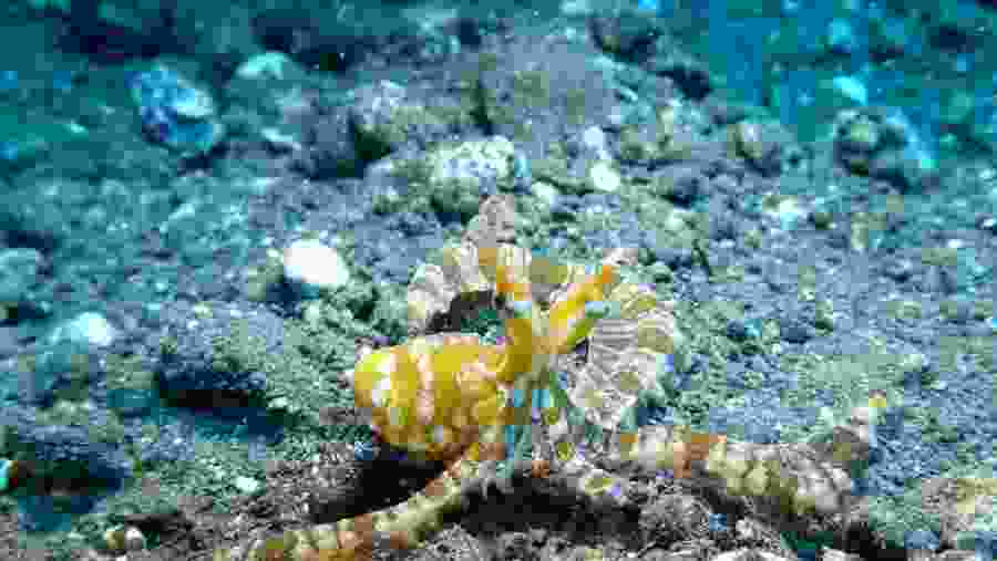 Marine life at the Beach