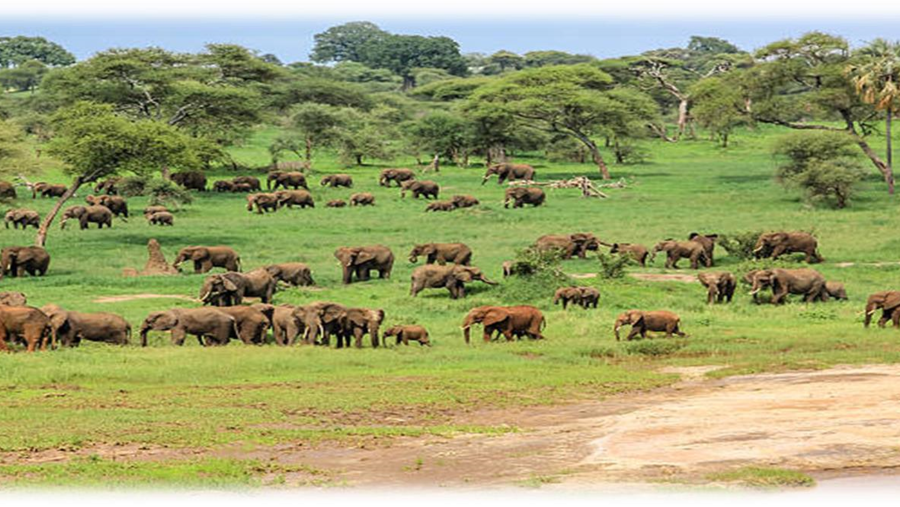 African Elephants