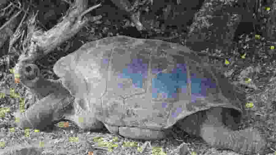 Tortoise on Galapagos Islands