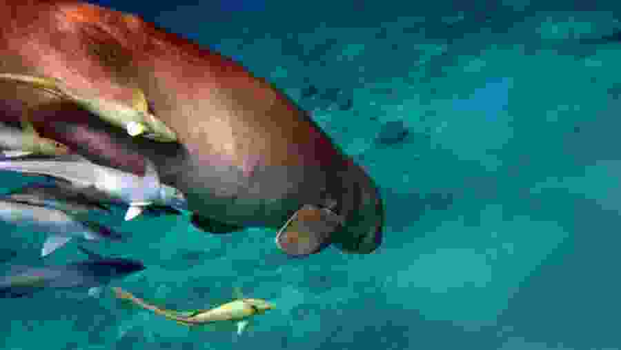 Aquatic life of the Red Sea