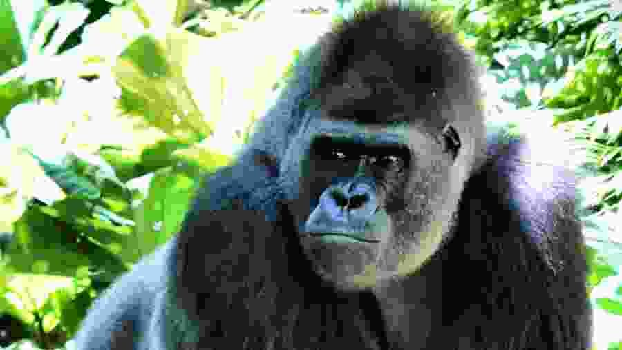 Gorilla Encounter