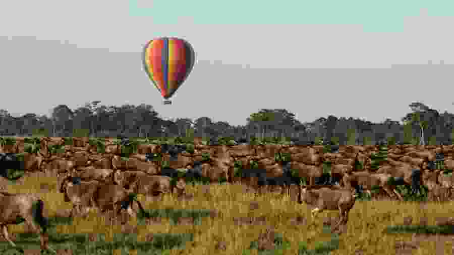 Fly over the wildebeests in a Hot Air Balloon