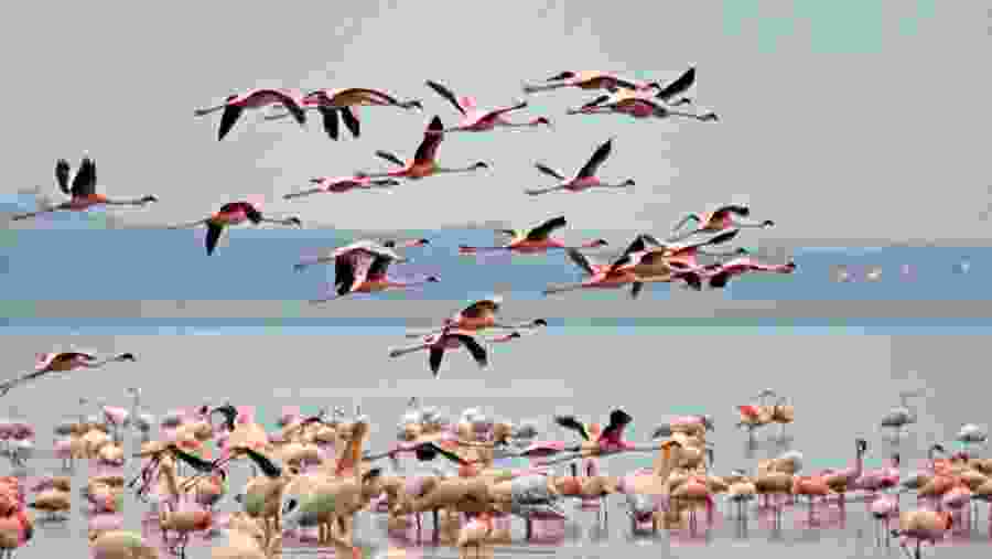 Pink Flamingos at Lake Nakuru
