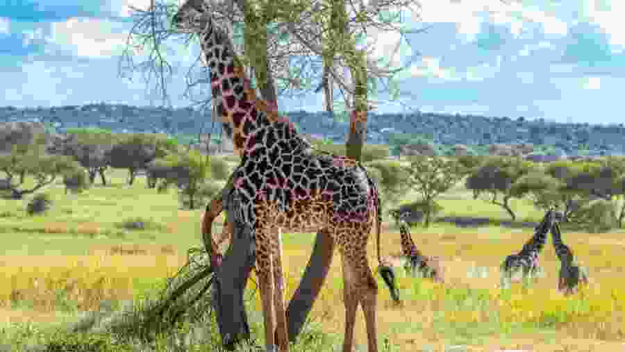 Witness the towering African giraffe