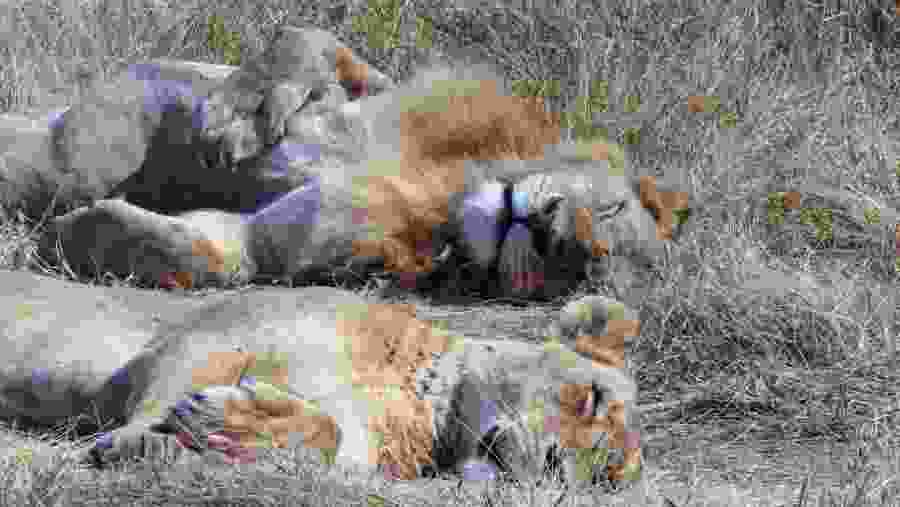 Lions in Serengeti National Park