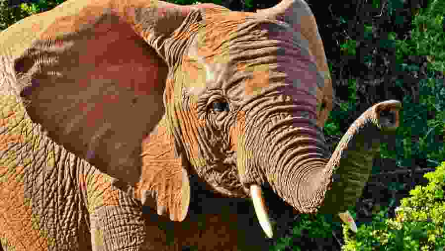 Elephants at sight in Masai Mara