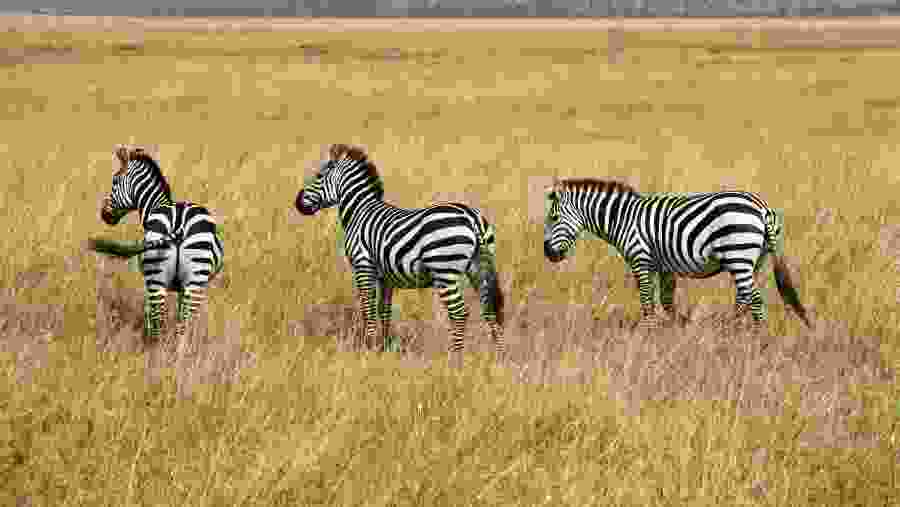 Grevy's Zebras