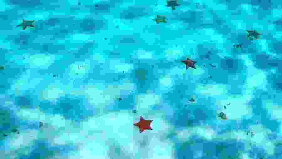 Starfishes in El Cielo, Mexico