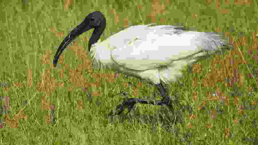 Black-Headed Ibis, Deniyaya, Sri Lanka