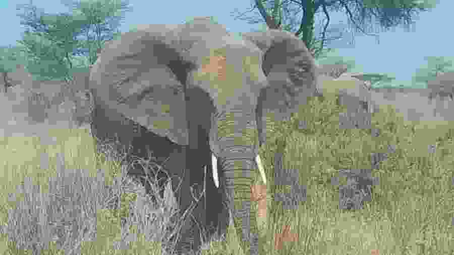 Bush Elephant