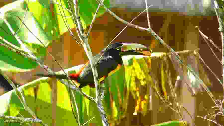 Exotic bird in Belize