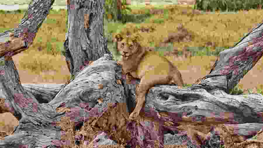 Barbary lion