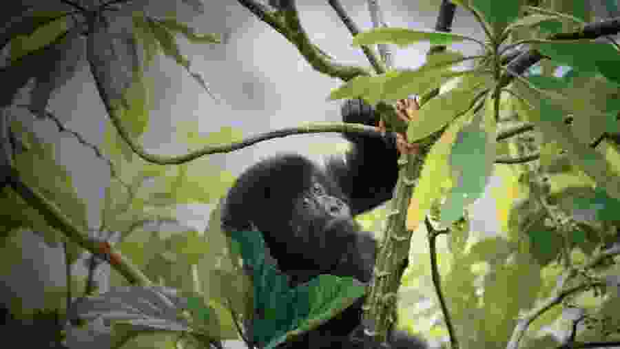 Gorilla Trekking