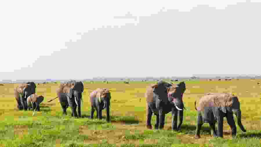 Witness the African wildlife