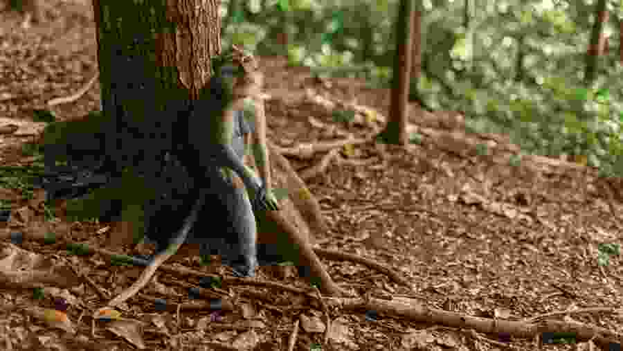 Monkey Forest, Bali