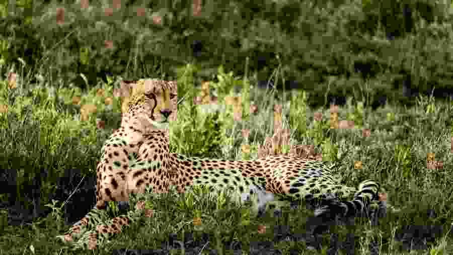 Amboseli National Park Wildlife