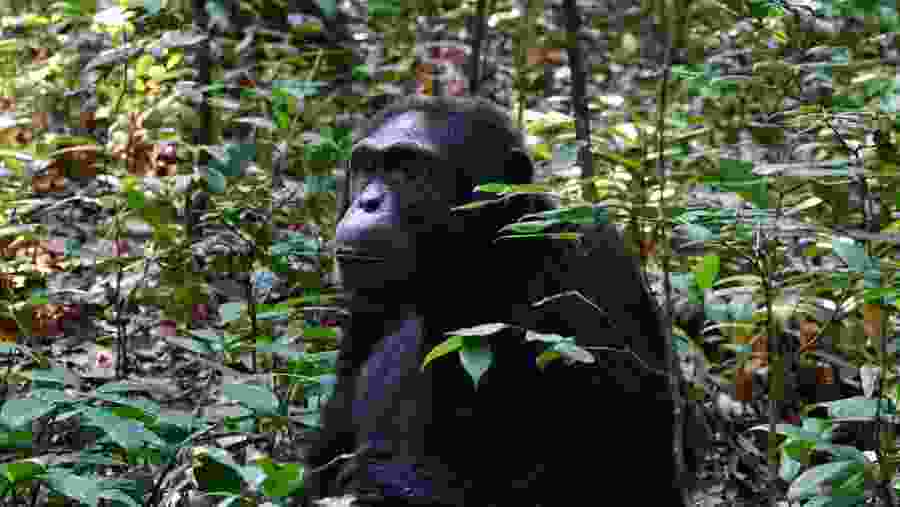 Go chimpanzee trekking in Kibale National Park, Uganda