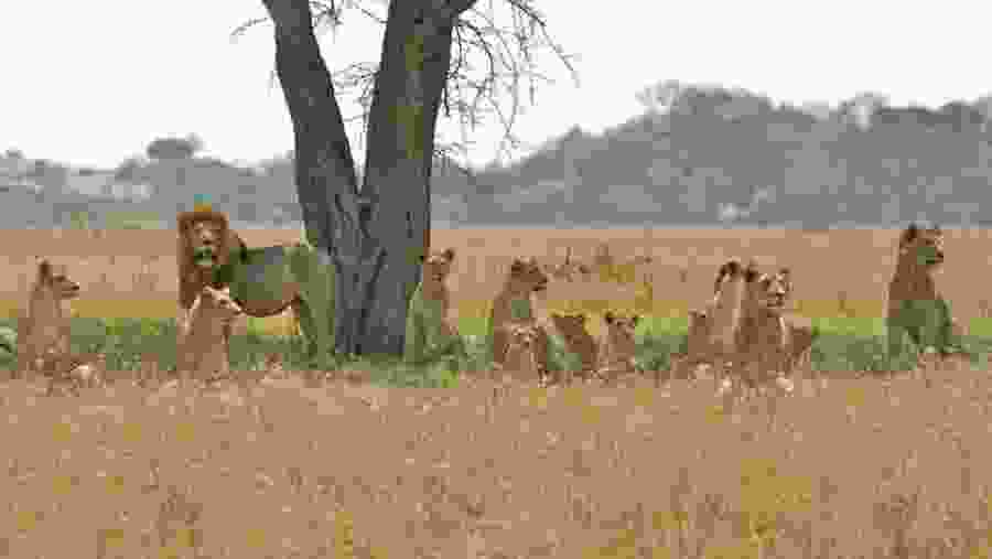 Pride of Lions at Serengeti