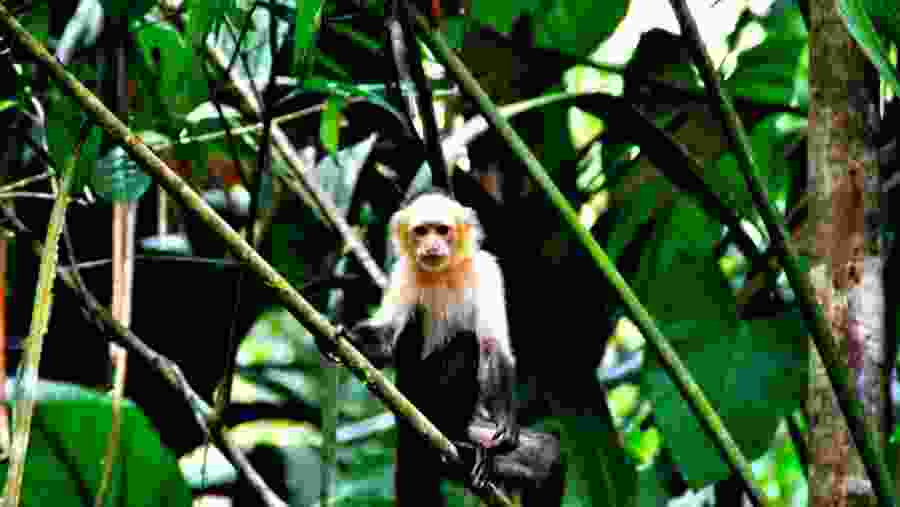 Capuchin