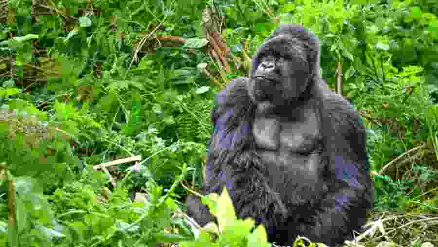 Gorilla Trekking
