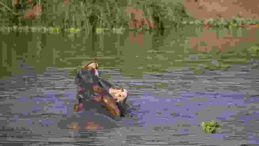 View the wild hippo