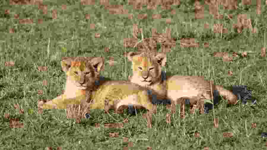 Masai Mara National Reserve