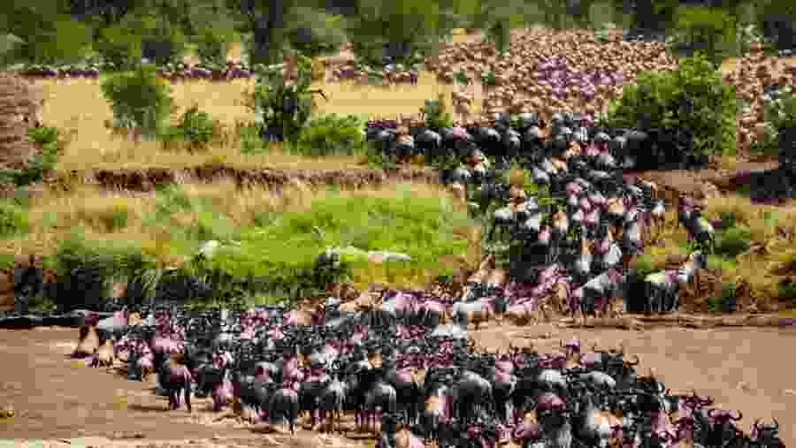 Great Migration
